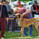 2 x CAC Nemzeti Kutyakiállítás – Pápa