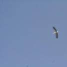 Jótékonysági Sport és Családi Nap - Tapolcafő