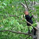 Pápai Játékfesztivál 2017 - Jótékonysági Motoros Nap