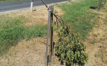 Facsemetét és táblákat rongáltak meg