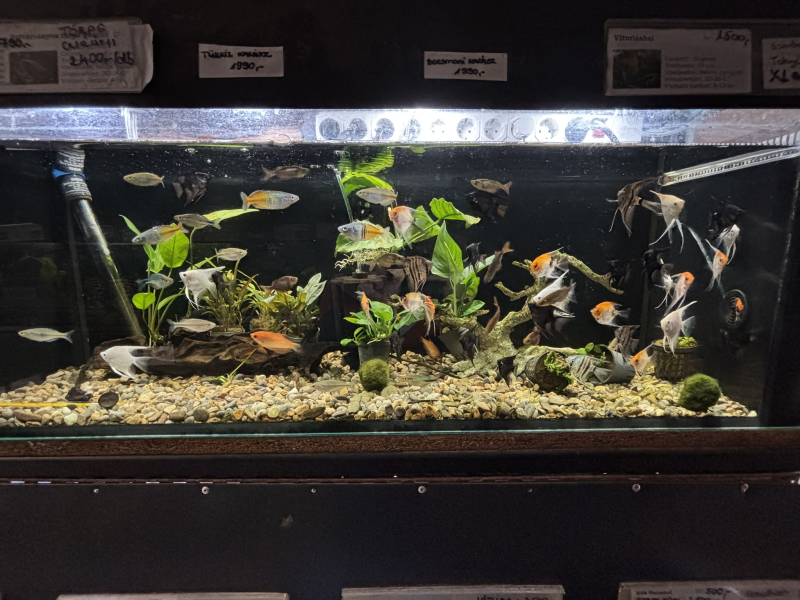 Inter-Fisch-Zoo - Díszállat Centrum - Pápa