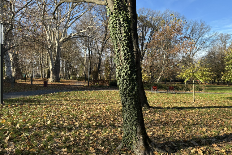 Ismét közösségi munkára hívják a pápaiakat