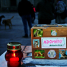 Flashmob az Állatok Világnapján - Pápa