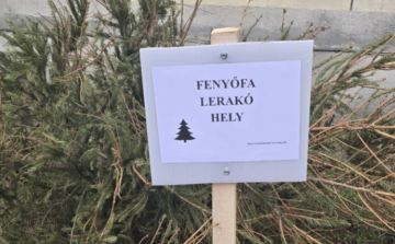 Idén is begyűjtik a kidobott fenyőket