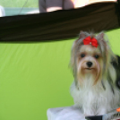 2 x CAC Nemzeti Kutyakiállítás – Pápa