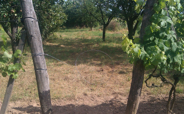 Hurkokkal védte szőlőjét