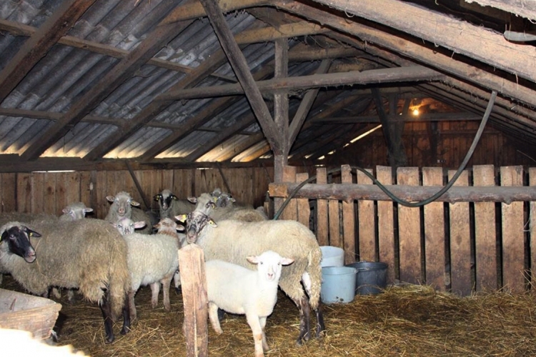 Huszonhét bárányt loptak el tolvajok egy tanyáról