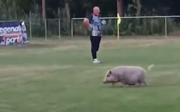 Beszaladt egy disznó a pályára a Takácsi focimeccsén - Videó