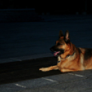 Flashmob az Állatok Világnapján - Pápa