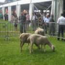 XX. Pápai Agrárexpo - Szombat