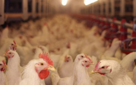 Madárinfluenza: Védőkörzeti zárlat Pápa környékének egyes részein