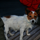 Flashmob az Állatok Világnapján - Pápa