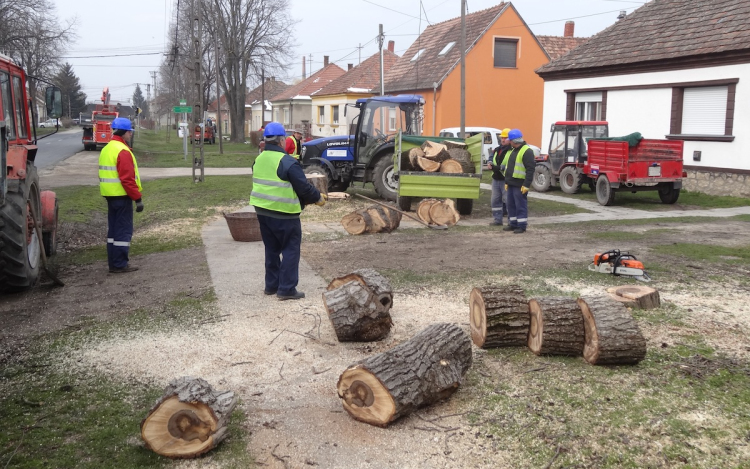 Tűzifaként, rászoruló csakádokhoz kerülnek a Borsosgyőrön kivágásra kerülő fák