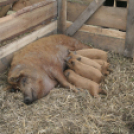 Pápai Agrárexpo 2017 - Szombat