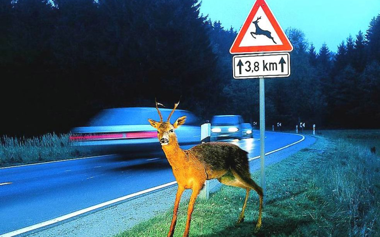 Figyelem! Őzek az utakon!