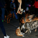 Flashmob az Állatok Világnapján - Pápa