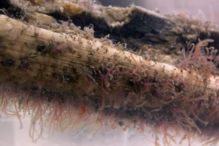 Zombiférgek tüntethették el az őskori tengeri állatok csontjainak egy részét