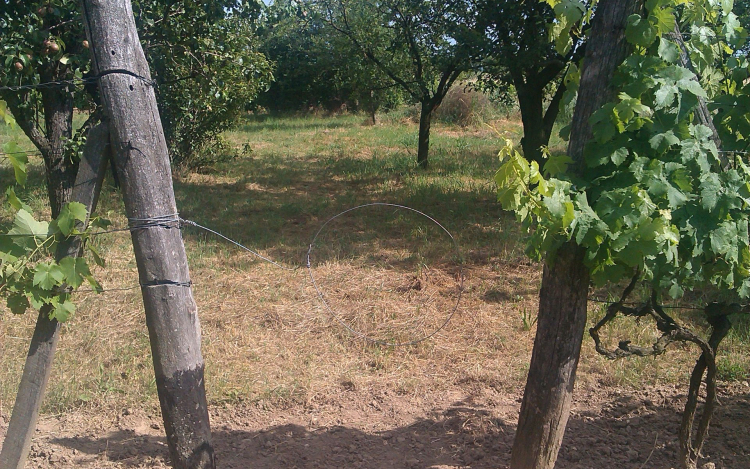 Hurkokkal védte szőlőjét