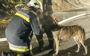 Szennyvíz aknából mentettek ki egy kutyát a pápai tűzoltók