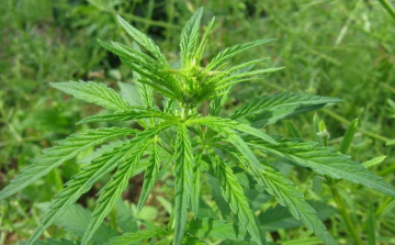 Két méteresre nőtt kender tövekről szüretelték a kábítószert Kemenesszentpéter határában