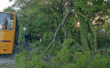 Letört egy faág a Juhar utcán, pont a buszmegállónál