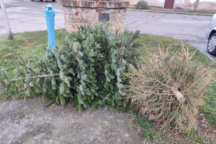 Megkezdi a kidobott karácsonyfák gyűjtését a Városgondnokság