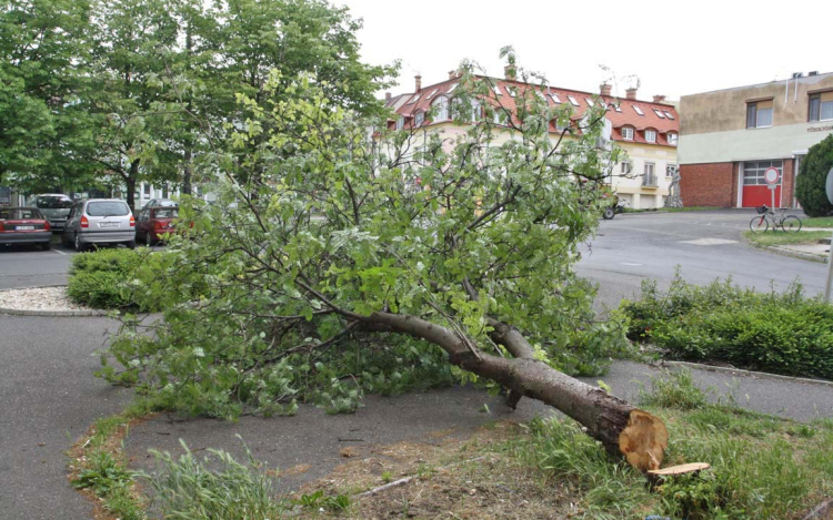 Valaki kivágott egy fát a Bástyán