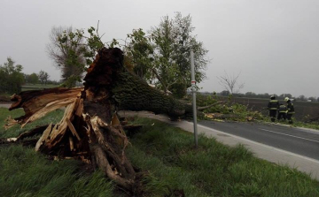 Kidőlt fák, lesodort tetőcserepek - Ma a viharos széllel küzdünk