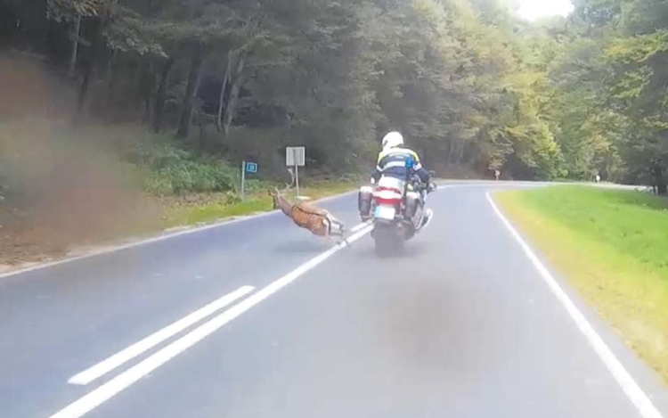 Motoros rendőr elé ugrott ki egy szarvas a Bakonyban - Videó