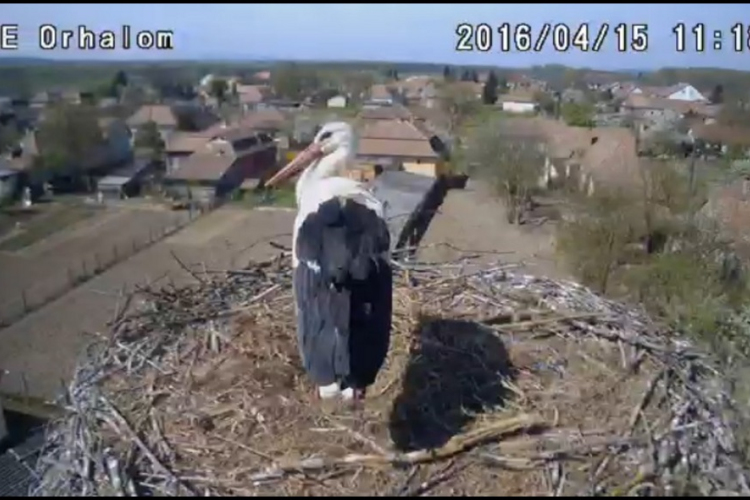 Gólya-hír: érkezik az első