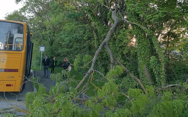 Letört egy faág a Juhar utcán, pont a buszmegállónál