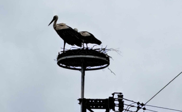 Az E.On segítségével biztonságosan építhet fészket a gólyapár a Közgáznál