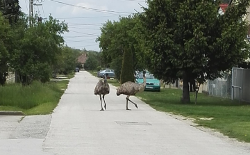 Megszökött két emu Gyarmaton