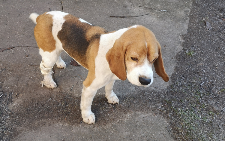 Bajba került házi kedvencen segítettek a pápai rendőrök