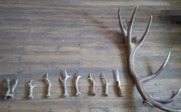 Eladta az engedély nélkül gyűjtött agancsokat