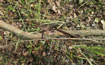 Hurokcsapdával gyűjtött agancsot a Pápa környéki férfi