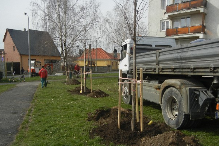 Facsemetéket ültetnek a városban