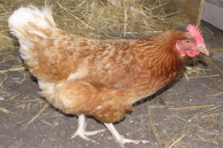 Tyúkokat lopott az egyik pápai ház udvaráról