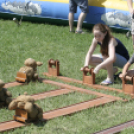 XX. Pápai Agrárexpo - Városi Gyermeknap