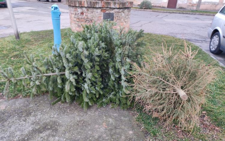 Megkezdi a kidobott karácsonyfák gyűjtését a Városgondnokság
