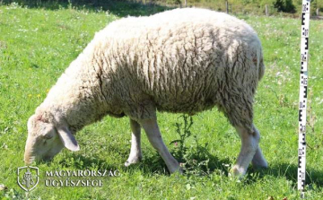 Vádemelés a szentgáli gyilkos kos gazdája ellen