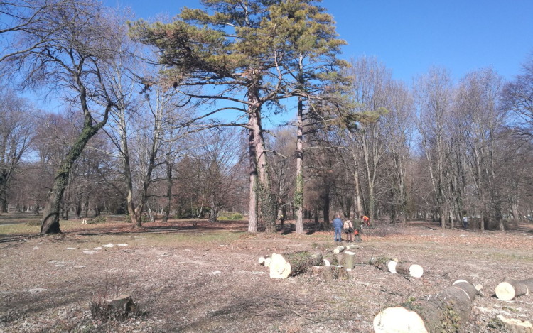 Be kell adni az igénylést, ha szeretne kapni tűzifát a Várkert kivágott fáiból