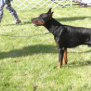 2 x CAC Nemzeti Kutyakiállítás – Pápa