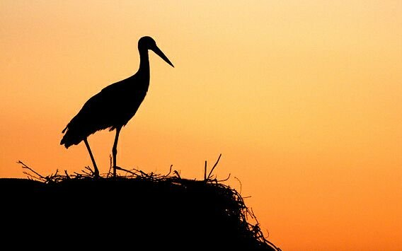 Már Afrikában van az első jeladós magyar gólya