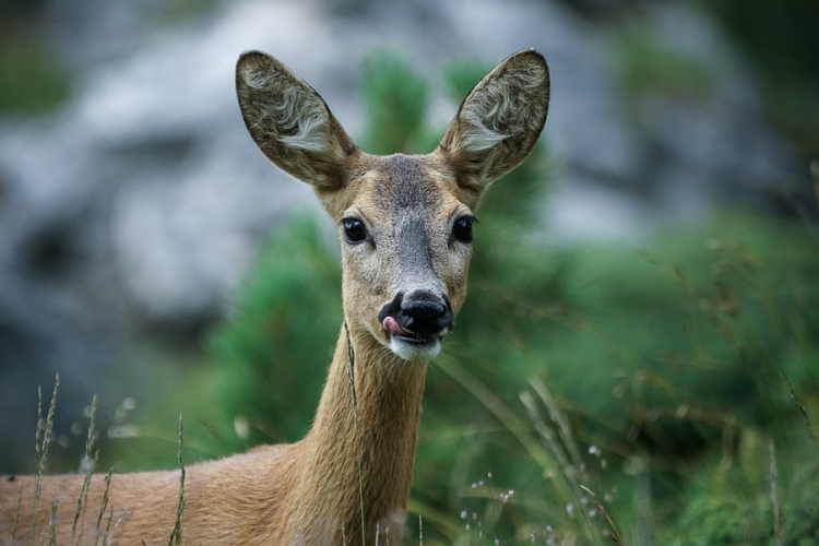 Egy nap alatt négy őzt gázoltak el Borsodban