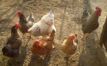 Kitekertre a tyúkok nyakát