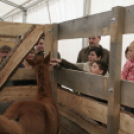 Pápai Agrárexpo 2017 - Szombat