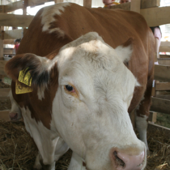 XX. Pápai Agrárexpo - Szombat