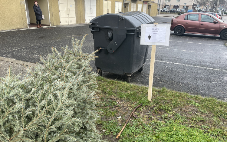 Idén is begyűjtik a kidobott fenyőket