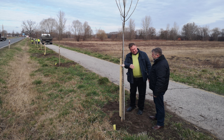 60 facsemetét ültetnek el a Tapocafőre vezető kerékpárút mentén